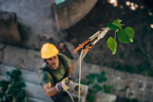 Leaf Removal in Klamath Falls, OR